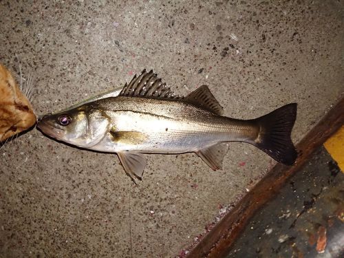 スズキの釣果