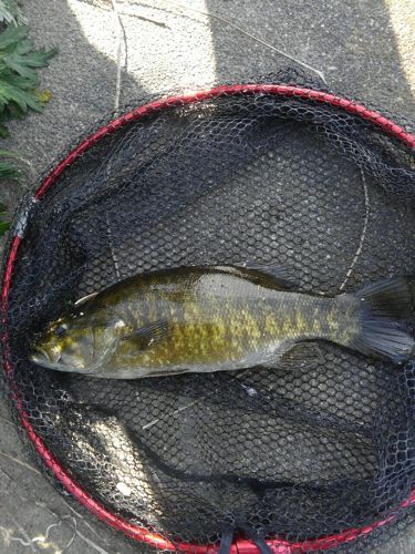 スモールマウスバスの釣果