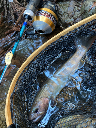 イワナの釣果