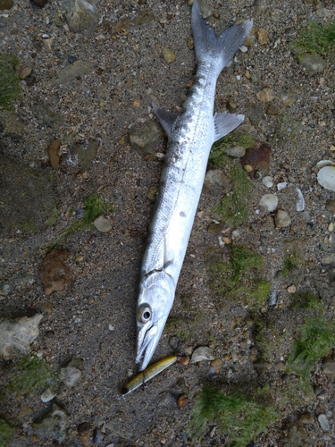 オニカマスの釣果