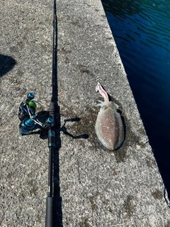 コウイカの釣果