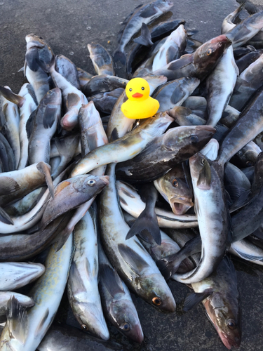 ホッケの釣果