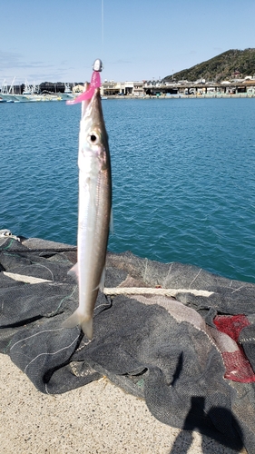 カマスの釣果