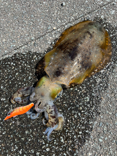 アオリイカの釣果