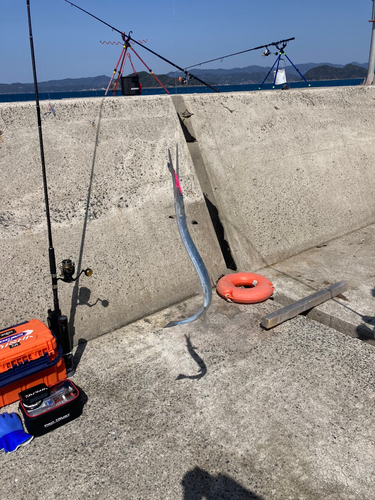 ダツの釣果