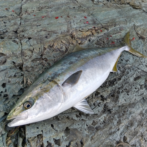 ハマチの釣果