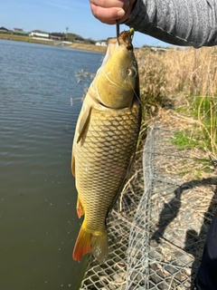 コイの釣果