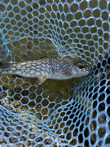 ニジマスの釣果