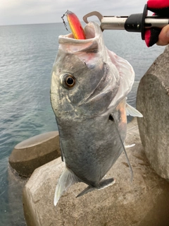 ロウニンアジの釣果