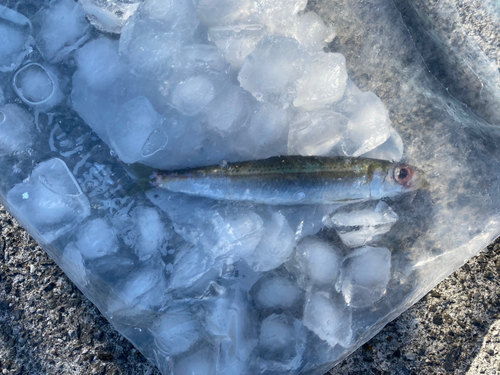 イワシの釣果