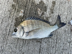 釣果