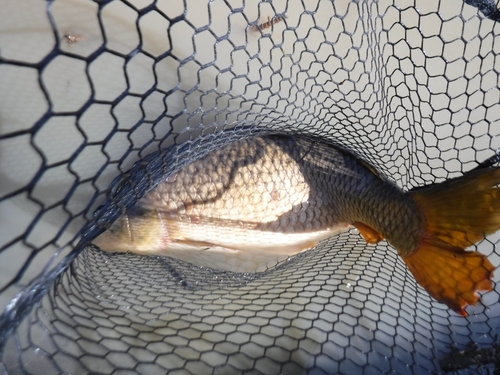 コイの釣果