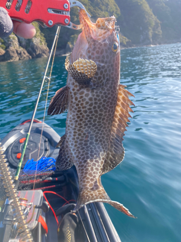 オオモンハタの釣果