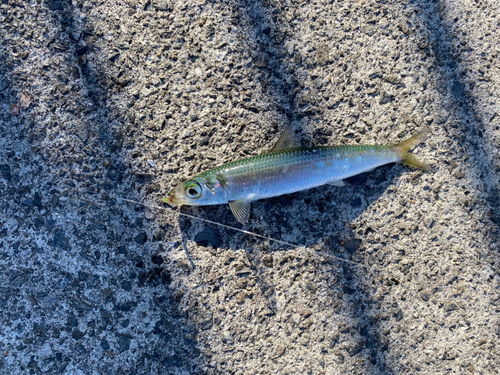 イワシの釣果