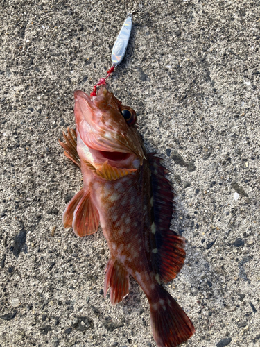 カサゴの釣果