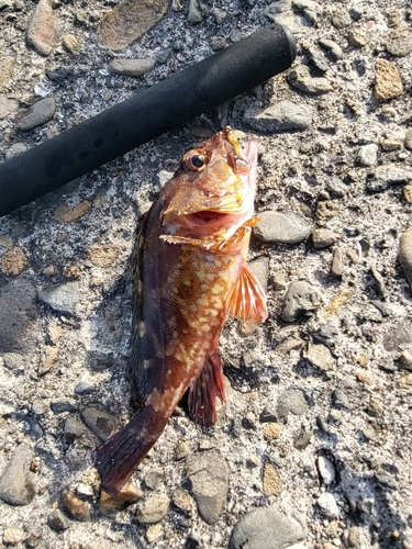 アラカブの釣果