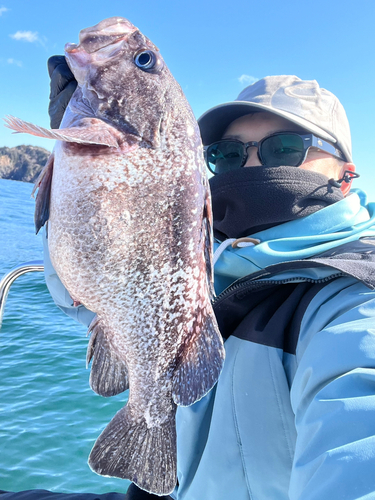 マゾイの釣果