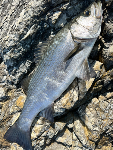 ヒラスズキの釣果