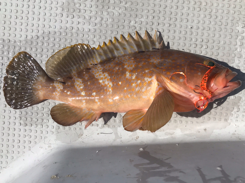 アコウの釣果