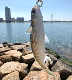 ボラの釣果