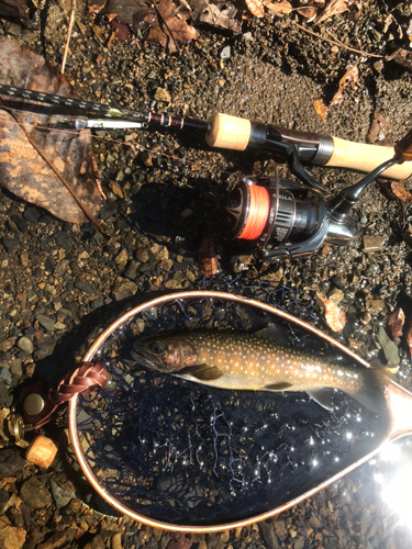 イワナの釣果