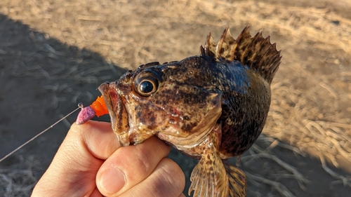 ムラソイの釣果