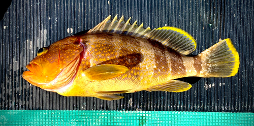 アオハタの釣果