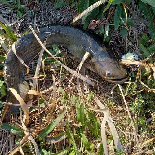 マナマズの釣果