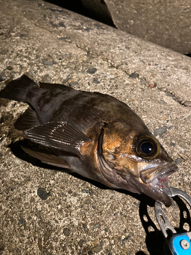 メバルの釣果