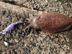 コウイカの釣果