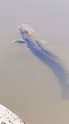 ライギョの釣果