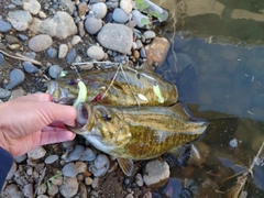 スモールマウスバスの釣果