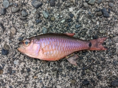 ネンブツダイの釣果