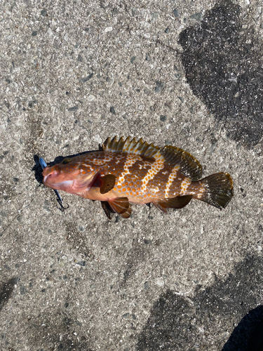 キジハタの釣果