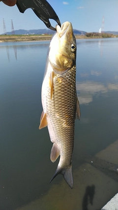 ニゴイの釣果