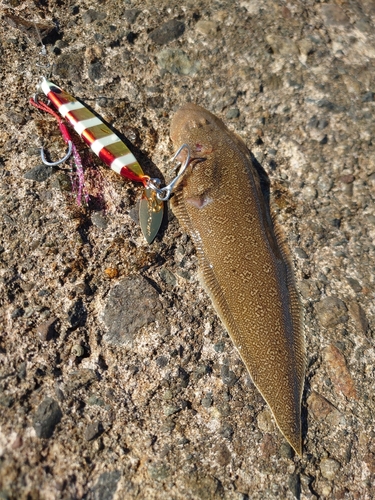 シタビラメの釣果