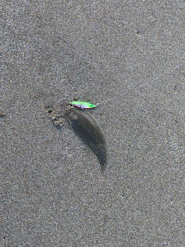 シタビラメの釣果