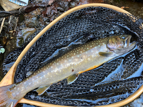 イワナの釣果