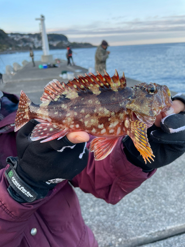 カサゴの釣果