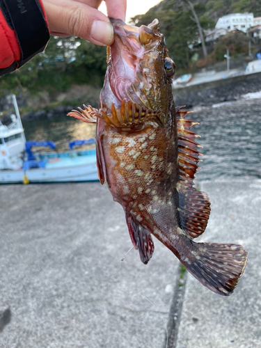 カサゴの釣果