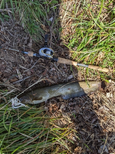 ナマズの釣果