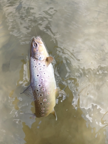 ブラウントラウトの釣果