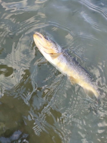 ブラウントラウトの釣果