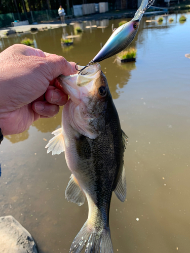 ラージマウスバスの釣果