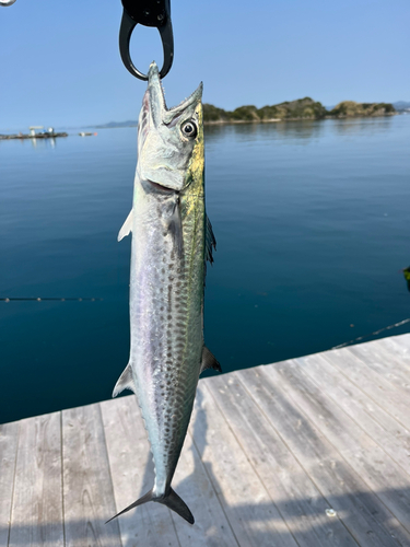 サゴシの釣果