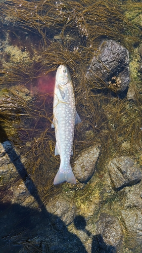 アメマスの釣果