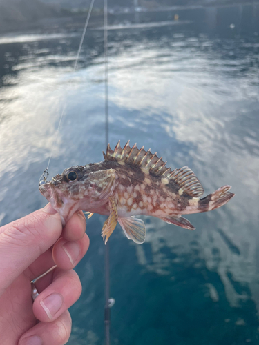 ガシラの釣果