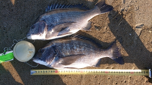 クロダイの釣果