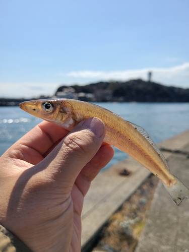 シロギスの釣果