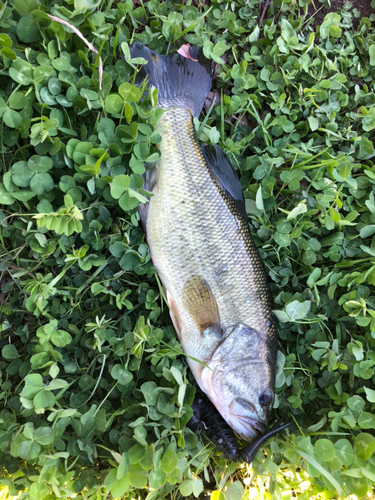 ラージマウスバスの釣果